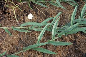 Image result for Xenostegia tridentata