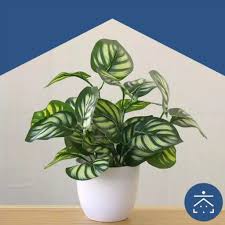 525 gr bahan pot : Kunataruma Pot Bunga Putih Tanaman Hias Plastik Artificial Daun Rambat Kering Dekorasi Monstera Shopee Indonesia
