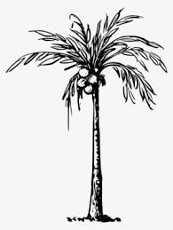 Pngtree provides millions of free png, vectors, clipart images and psd graphic resources for designers.| Coconut Tree Png Transparent Coconut Tree Png Image Free Download Pngkey