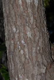 Image result for Uapaca nitida