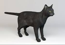 Download models, materials, hdrs, scenes and brushes directly in blender. Realistic Black Cat Free 3d Model Free C4d Models