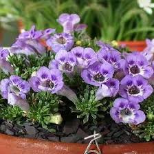 Image result for Aptosimum procumbens