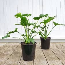 I have been using the neem oil on the monstera as well as a newer philodendron selloum that also became infested with thrips, and they seem to be responding well. Philodendron Selloum Hope Exotic Tropical Plant Plantandpot Nz