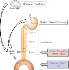 The ileum is the last of the three parts of the small intestine. Review Effects Of Fibre Grain Starch Digestion Rate And The Ileal Brake On Voluntary Feed Intake In Pigs Animal Cambridge Core