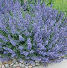 Image result for Agelanthus musozensis