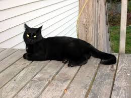 Black And White Cat Breeds With Yellow Eyes Black Cat With Yellow Eyes Picture Black Cats Black Cats With Yellow Eyes Pictures Looks Like Boss Male Genesea S Cat White Cats Tabby Cat Black Cat