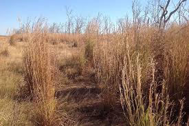Image result for Andropogon gayanus