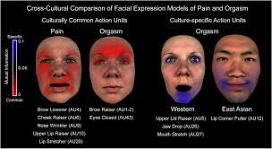 Study finds orgasm face and pain face are not the same