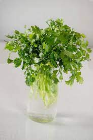 How To Store Coriander Cilantro And Keep It Fresh Longer My Tasty Curry