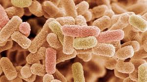 Bacteria produce a toxin in food. The Detectives Who Investigate Food Poisoning Mysteries Bbc Future