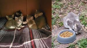 Induk kucing menjilati bulu anaknya induk kucing biasa menjilati bulu di badan dan kepala anaknya. Induk Kucing Liar Kenalkan Bayi Bayinya Pada Wanita Yang Memberi Makan Berhari Hari Tribunnews Com Mobile
