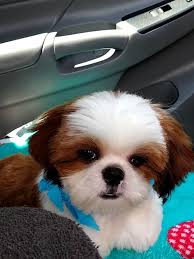 kahverengi maskeli guzel kopek shih tzu kopek yavru kopek