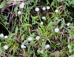 Image result for Eriocaulon africanum