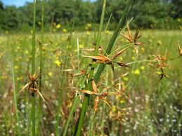 Image result for Rhynchospora rugosa