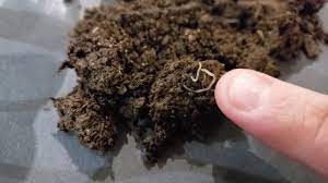 They are 3 to 5 inches long and twist in the air as if searching for something to wrap around. What Are Pot Worms A Close Look At These Mysterious White Worms Youtube