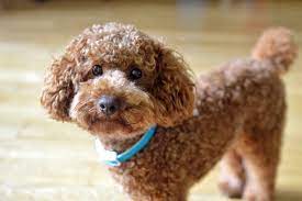 Read on the post below to learn about curly haired dog breeds that combine good looks with endearing personality traits. 13 Cute Dog Breeds With Curly Hair