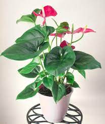Anthuriums How To Care For This Long Blooming And Tropical Houseplant Natalie Linda Tropical House Plants Flowering House Plants Anthurium Plant