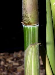 Image result for Gilgiochloa