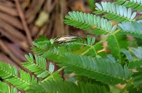 Image result for Acacia pentagona