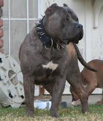 Top 5 Most Dangerous Dog Breeds In The World Petpress In 2020 Dangerous Dogs Dogs Dog Breeds