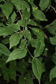 Image result for Erythrococca