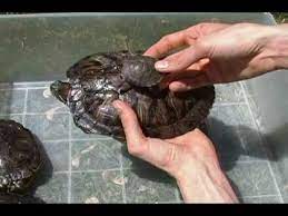 How long does it take a red eared slider to get big? How Big Red Eared Sliders Actually Get Youtube
