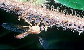 Image result for Antherothamnus