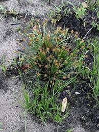 Image result for Bulbostylis contexta