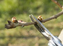 Realiser Une Taille Sur Un Poirier De Plein Vent Taille Arbre Fruitier Taille Poirier Arbre Fruitier