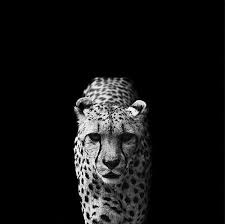 Free Download 2photo Animal Animals Black Black And White Black Background Favimcom 500x499 For Your Desktop Mobile Tablet Explore 74 Black And White Animal Wallpaper Black And White Dog Home > black and white wallpapers > page 1. download 2photo animal animals black