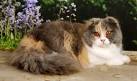 Scottish Fold / Highland Fold Cat Breed Information