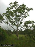 Image result for Sterculia quinqueloba