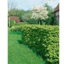 Image result for Živý plot z habru