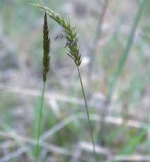Image result for Sacciolepis indica