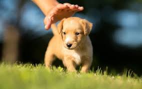 Beğen abone ol & paylaş fino köpek cinsleri ve özellikleri kendinize iyi bakın sağlıcakla kalın. Wissenswertes Vor Der Adoption Eines Hundchens My Animals