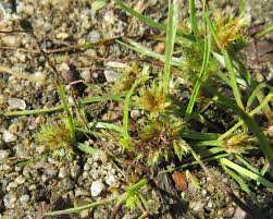 Image result for Cyperus squarrosus