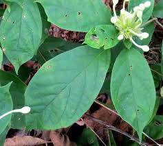 Image result for Clerodendrum capitatum
