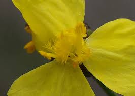 Image result for Xyridaceae