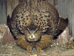 Image result for bubo bubo