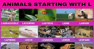 We did not find results for: Animals That Start With L 30 Beautiful Animals Starting With L Visual Dictionary