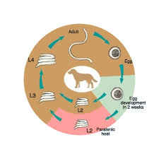 Content updated daily for cure for roundworms in dogs Worm Control The Brook Vet