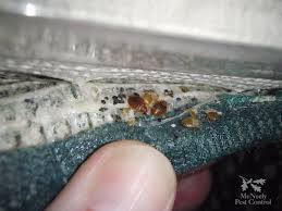 All over the united states. Hotel Bed Bug Remediation Winston Salem Greensboro Nc Mcneely Pest Control