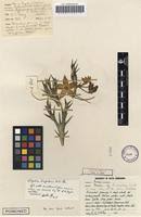 Image result for Orbea longidens