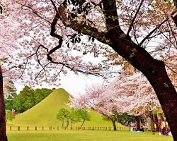 水前寺成趣園 桜の画像