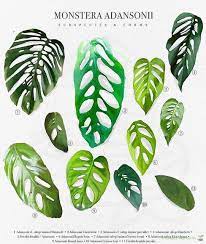 Laniata 'narrow', which is also common in cultivation and has fewer and smaller. Monstera Adansonii Variegata Pflanzen Wunder