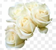 Small rose flower pattern illustration. Rose White Flower Bouquet Green Wallpaper Five White Good Morning White Roses Hd Free Transparent Png Clipart Images Download