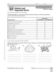 Mollusk Review Worksheet Answers