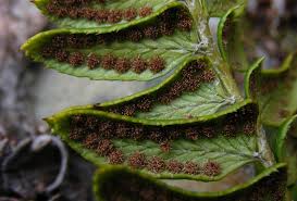 Image result for Lonchitis