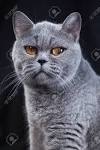 British Shorthair Cat Breed Information, Pictures ...