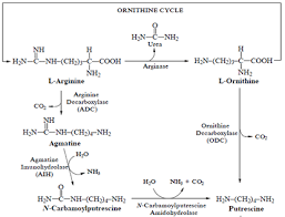 Has a strong preference for putrescine as substrate, and has very low activity towards 1. Polyamines Metabolism In Response To Abiotic Stress